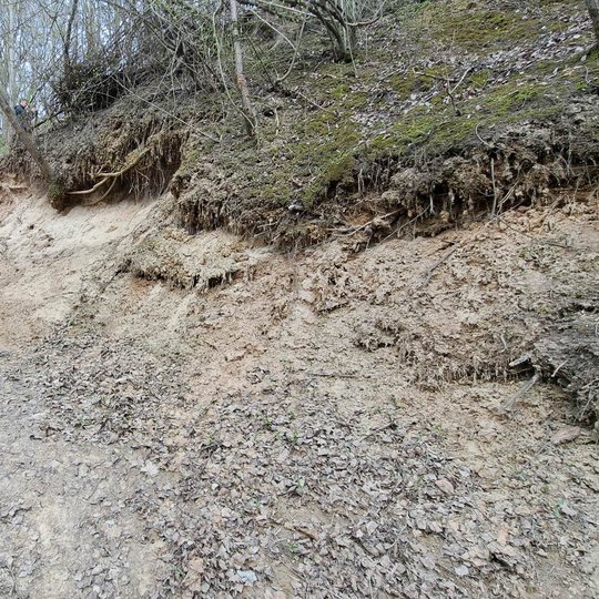 Dviratininkų nuolatinio važinėjimo sukelta erozija Altanos kalno šlaite.