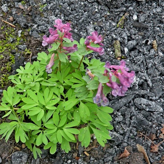 Nuotraukoje - paprastosios rūtenės, pasipuošusios šviesiai purpuriniais žiedais.