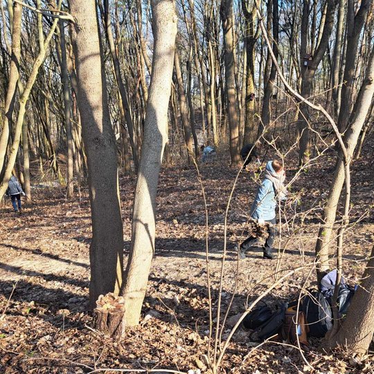 Nufotografuoti savanoriai miške, Trijų kryžių kalne, nešini šakomis.