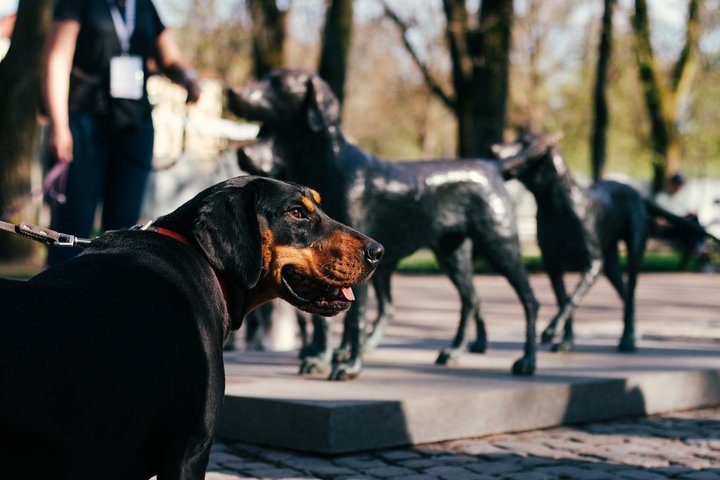 Tikrasis lietuvių skalikas pozuoja prie skalikų skulptūros, esančios Pilių parke prie Rotondos.