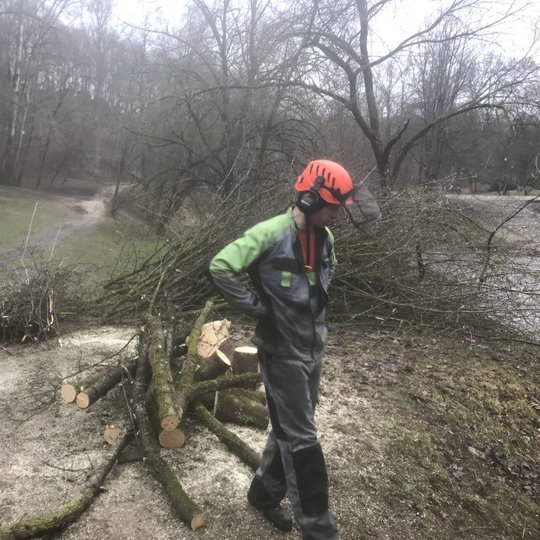 Sekančią dieną vykę nuvirtusio medžio tvarkymo ir išvežimo darbai.