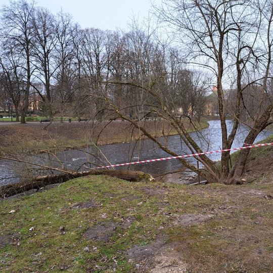 Nuvirtęs medis buvo aptvertas "stop juosta", kad neįvyktų kokia nors nelaimė.