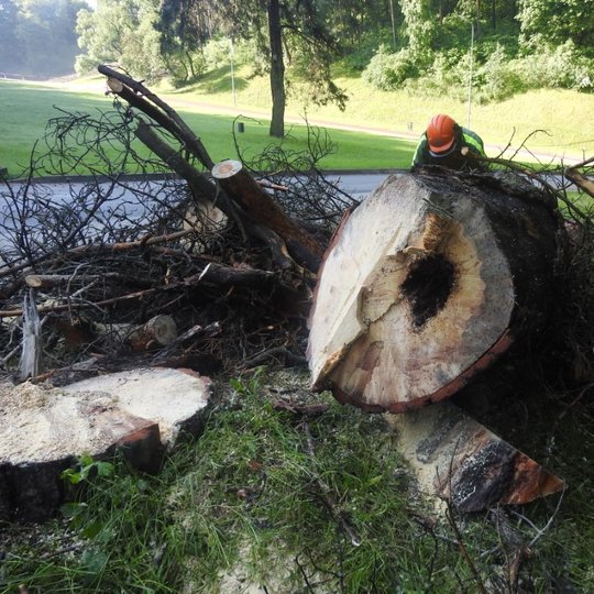 Nupjauta ir susmulkinta pušis, paguldyta Kalnų parke, stebino savo kamieno pločiu.