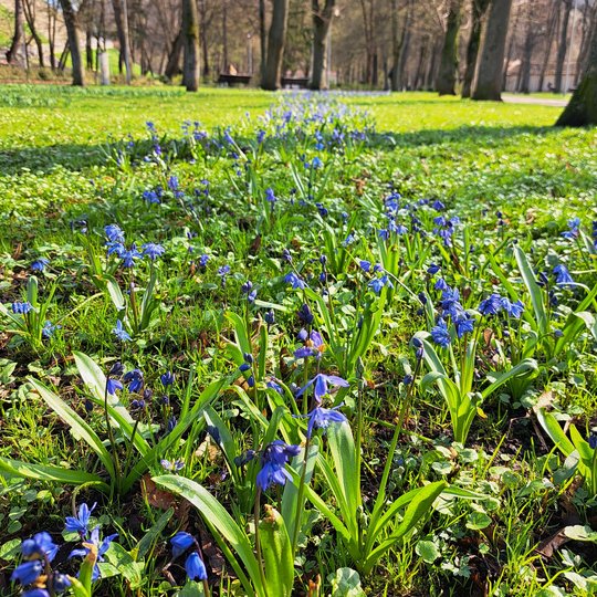Pilių parke, pievoje prie kupolo, galima rasti visą taką mėlynųjų cylių.
