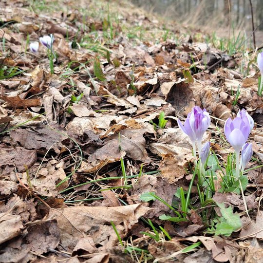 Nuotraukoje melsvi krokų žiedai, fotogrrafuoti iš šono.