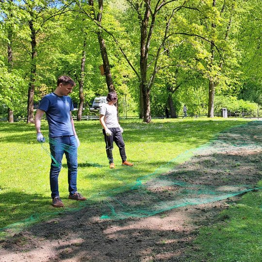 Pasėta žolė buvo uždengta tinklu nuo paukščių - kad žolės sėklos nebūtų sulestos.