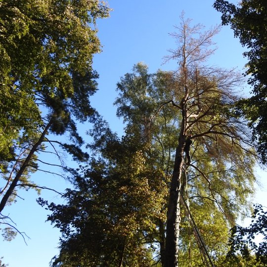 Senoji pušis dar prieš nupjovimą, buvusi Kalnų parke, prie Trijų kryžių kalno.