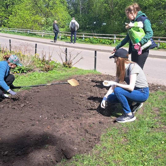 Kol pora savanorių atsitūpę dar lygina žemę, trečia savanorė jau rankose laiko vejos sėklas.