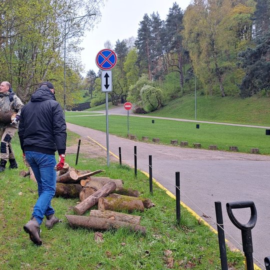 Du savanoriai neša rąstus tako link, imdami juos nuo pievoje suverstos krūvos.