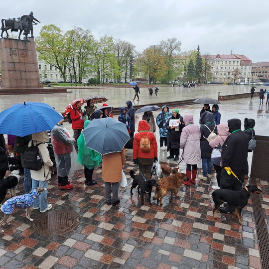 Šuns dienos žygeiviai su savo šunimis nufotografuoti Katedros aikštėje, prie Valdovų rūmų, pasislėpę po skėčiais.