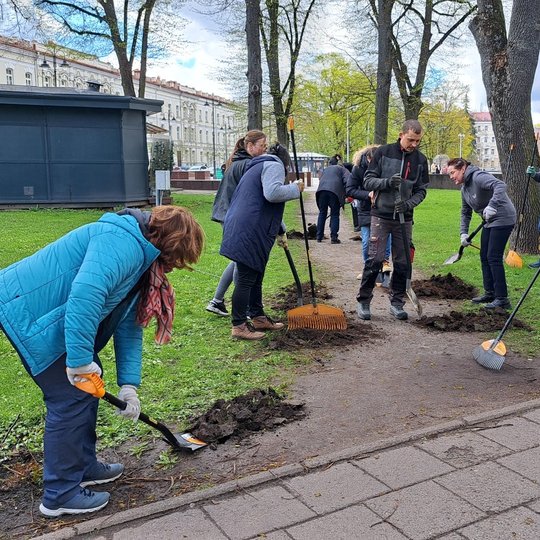 Savanoriai purena išmintą veją, ruošdami ją apsėjimui vejos sėklomis.