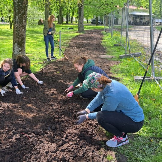 Kietesnę žemę smulkinome rankomis, pritūpę prie tako.