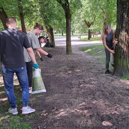 Kairėje trys savanoriai sėja žolę. Dešinėje mergina riša aplink medį apsauginę virvę.