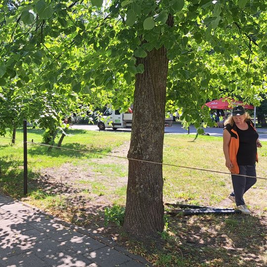 Prie antro vejos tako įkalti kuolai ir jie apjuosti virve. Nuotraukoje darbuotojai tempia virvę.