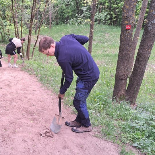Trys savanoriai, naudodami kastuvus, ima purenti sutryptą žemę.