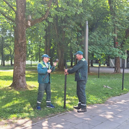 Kalami paskutiniai kuolai Sereikiškių parke, prie Rotondos.