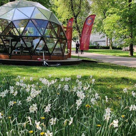 Vilniaus pilių kupolas Sereikiškių parke. Pievoje žydi narcizai.