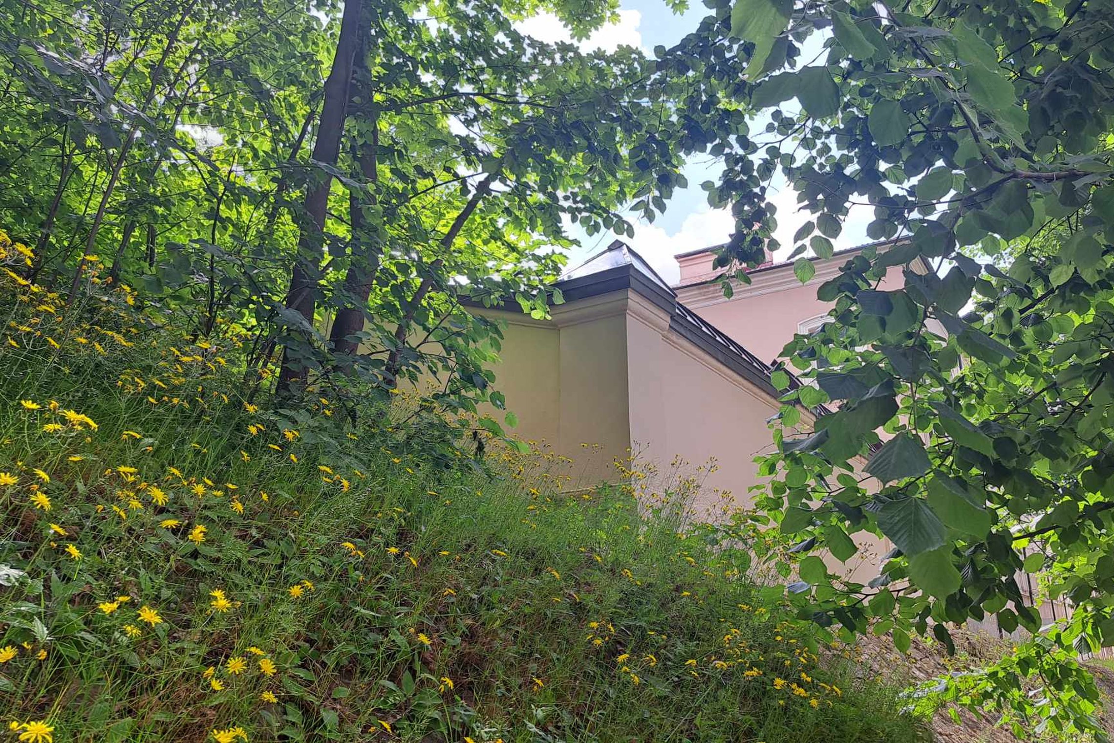 gelsvai perdažyta Istorijų namų tvora Kosciuškos gatvėje. Aplink suvešėjo miškelio medžiai.