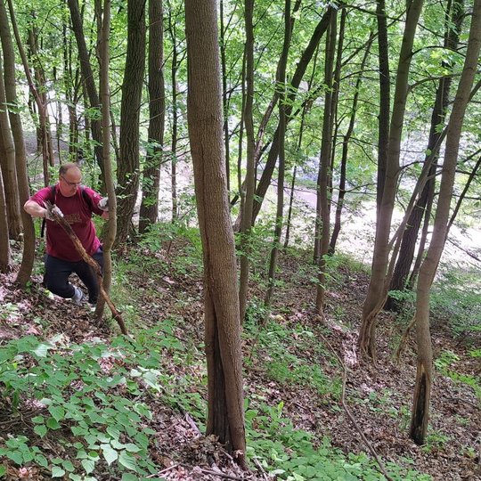 Vienas savanoris tempia kalno šlaitu šaką žemyn, atsirėmęs į medį.