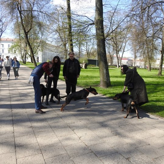 Iliustracija
