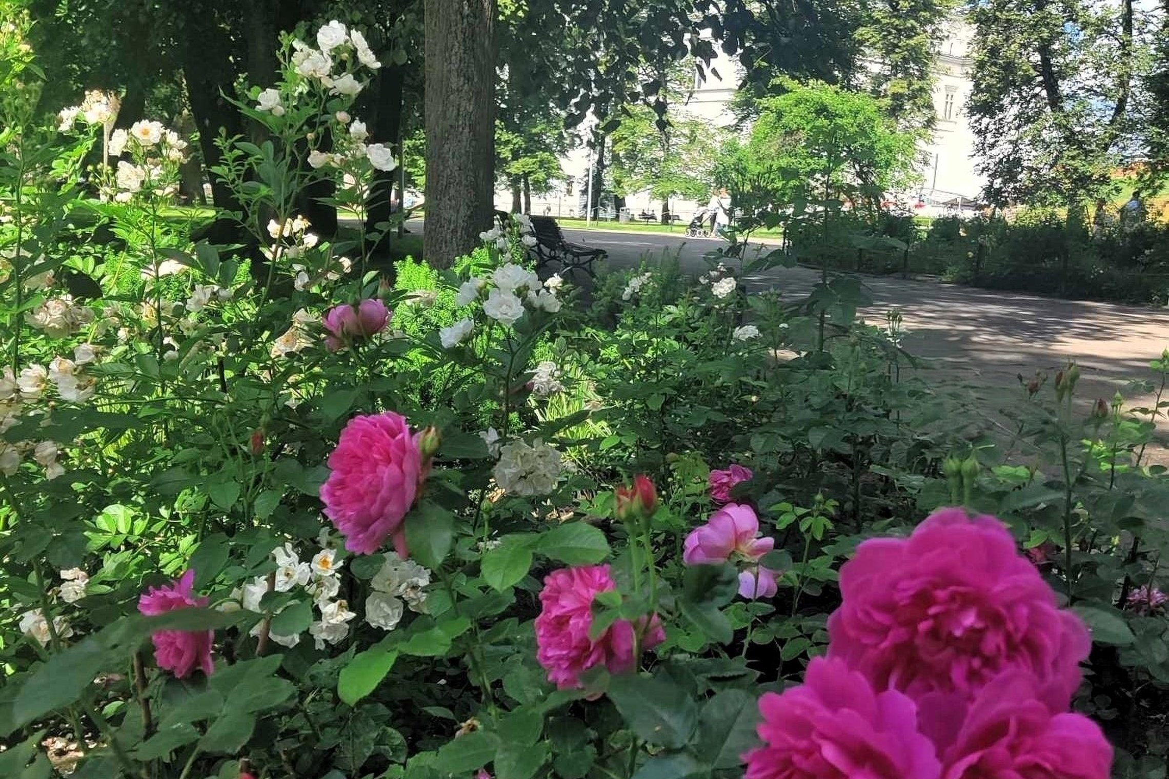 Rožiniai rožių  žiedai Sereikiškių parke.