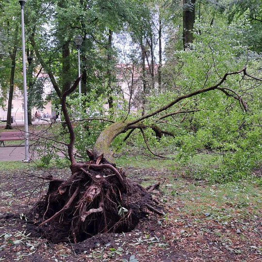Sereikiškių parke su šaknimis nuvirtęs medis.