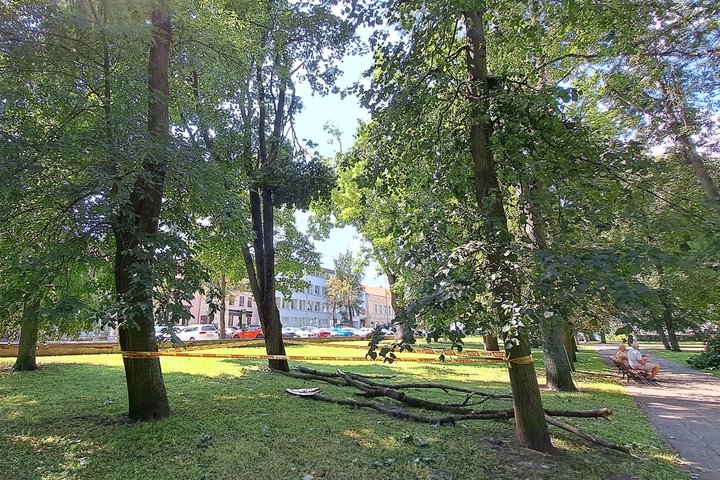 Sereikiškių parko pievoje guli nukritę šakos, viena kabo medyje. Teritorija aptverta stop juosta.