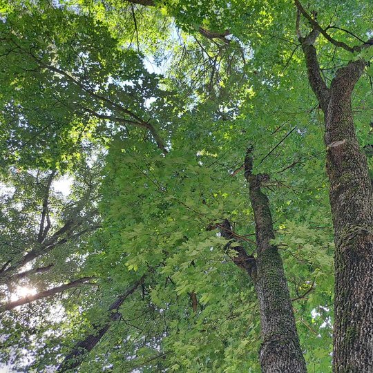 Trikamienis medis sutvirtintas virve, kad sekanti vėtra jo nenulaužtų.