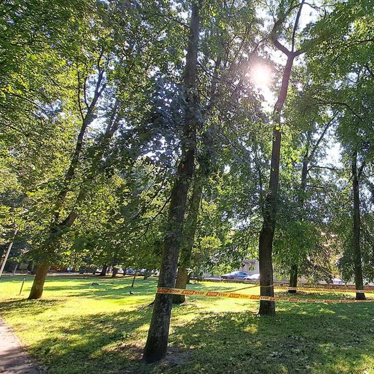 Pašalinta kabanti šaka Sereikiškių parke. Ant vejos dar mėtosi keli lapai.