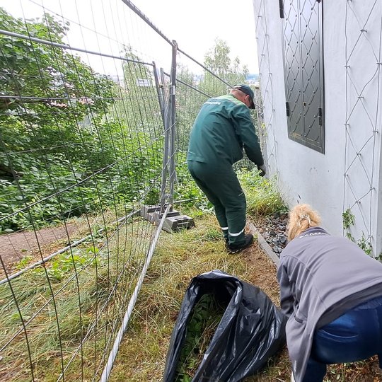 Ecoservice darbuotojai ravi piktžoles.