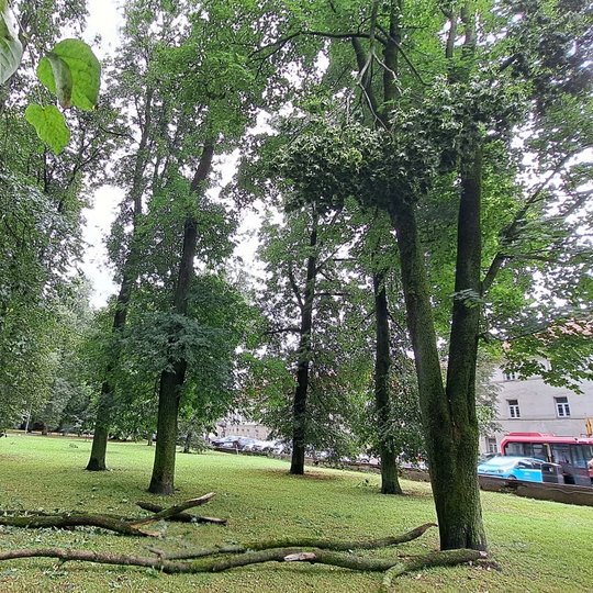 Kabanti šaka Sereikiškių parke. Ant žemės guli kitos šakos.