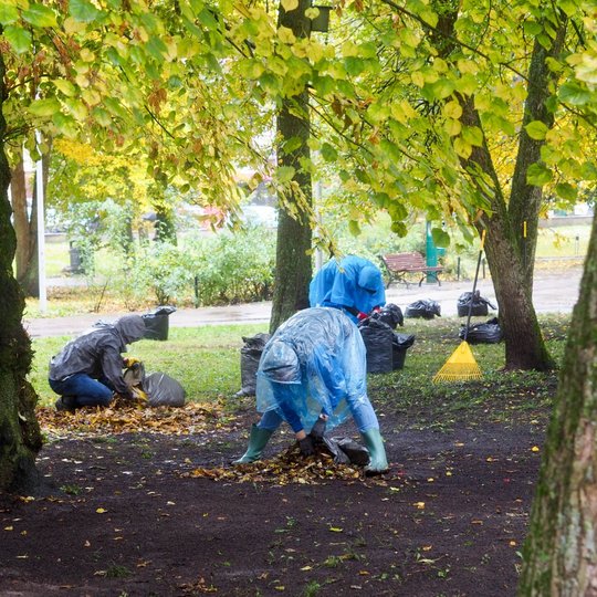 Lyjant lietui savanoriai į maišus krauna laukinių obelų lapus bei vaisius – mažus obuoliukus