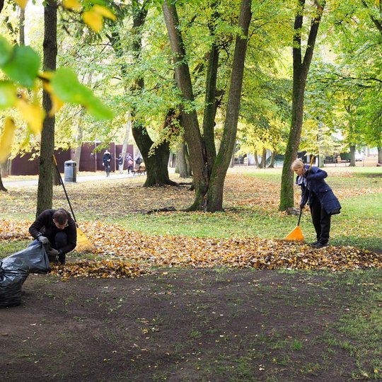 Savanoriai Sereikiškių parke sugrėbtus rudeninius medžių lapus krauna į maišus
