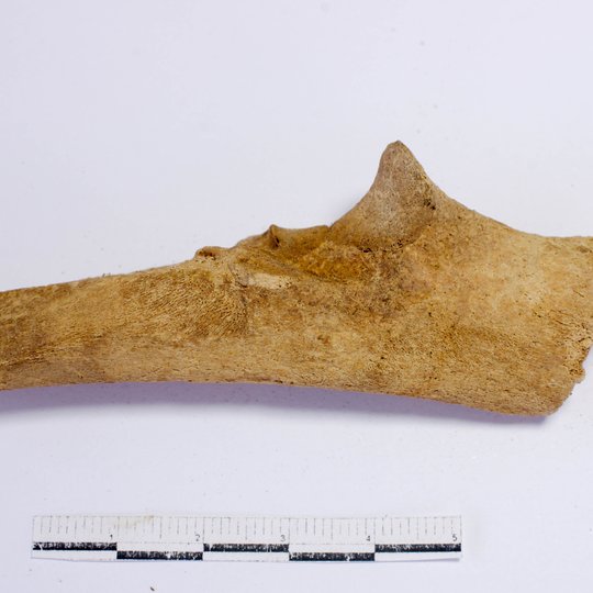 Iliustracija