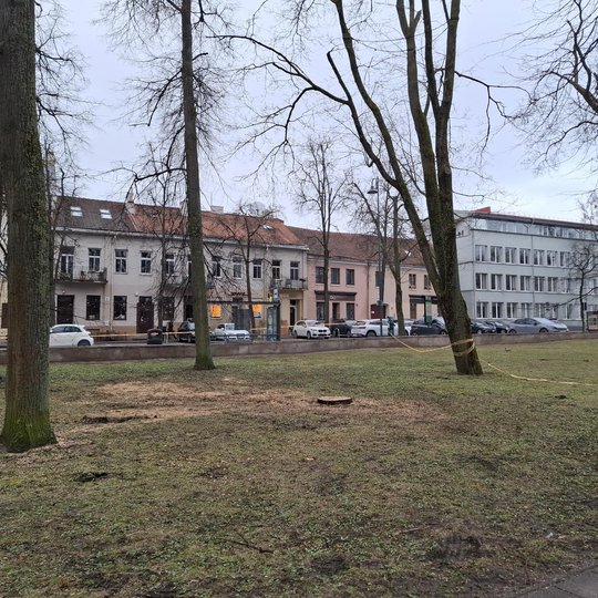 Vilniaus pilių teritorijoje, lyjant lietui, užfiksuota žolės danga su keliais šviežiai nupjautų medžių kelmais. Matomi stovintys medžiai aprišti įspėjamąja juosta, žyminti aptvertą zoną, galimai dėl saugumo ar planuojamų darbų. Fone – Pilies gatvės pastat