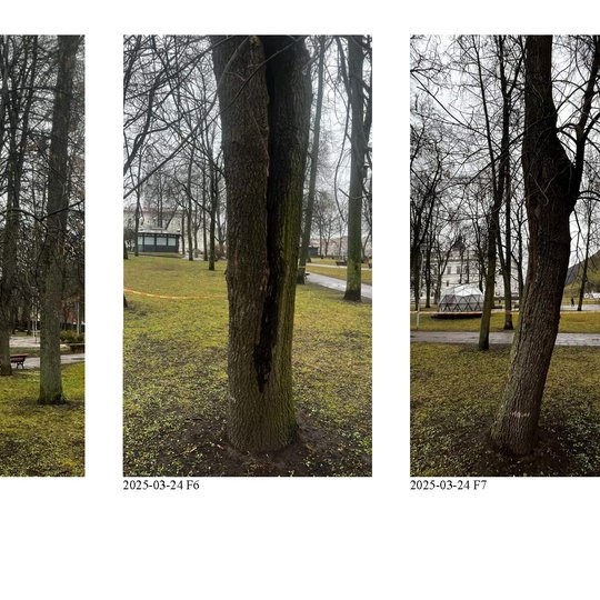 Trys avarinės būklės medžiai Vilniaus pilių teritorijoje. Kairėje – medis su išilginiais įtrūkimais ir ryškiu pasvyrimu link tako, centre – medis su giliu vertikaliu plyšiu kamiene, dešinėje – pasviręs medis su žievės pažeidimu, fone matomas Vilniaus pili