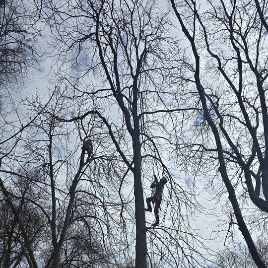 Iliustracija