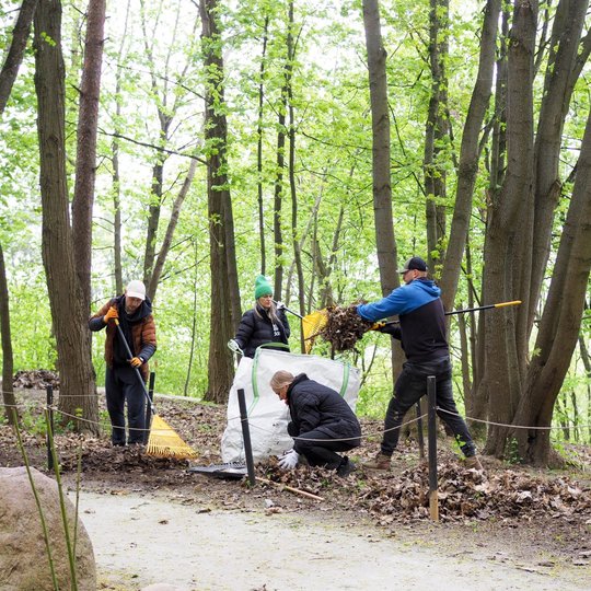 Keturi žmonės miško take grėbia lapus ir krauna juos į didelį baltą maišą. Aplink matyti pavasarį sužaliavę medžiai, o žemė nusėta sausais rudens lapais.