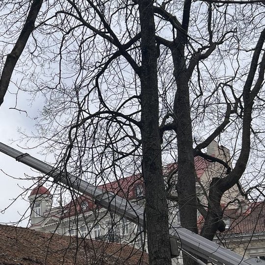 Iliustracija