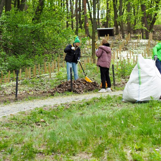 Trys žmonės dirba miško aikštelėje – vieni krauna lapus su grėbliais, o kitas traukia pilną baltą maišą. Fone matyti medinių stulpelių rikiuotė, primenanti atminimo vietą tarp žalių medžių.