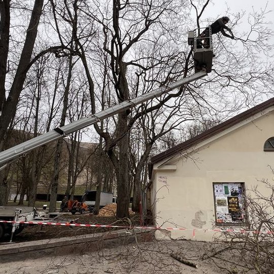 Darbininkas pakeltas keltuvu genėja medžio šakas prie pastato su šlaitiniu stogu; ant žemės matyti nupjautos šakos, o teritorija aptverta signaline juosta.