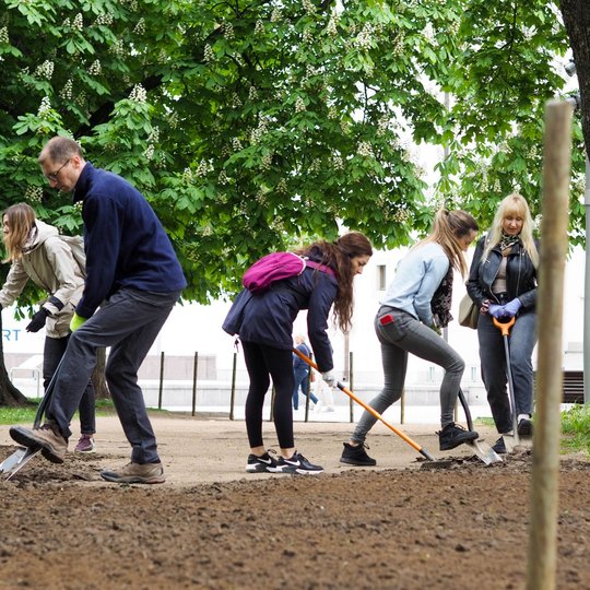 Žmonės parke dirba su įrankiais, tvarkydami žemę tarp medžių. Vieni kasa kastuvais, kiti grėbia, visi įsitraukę į bendrą veiklą.