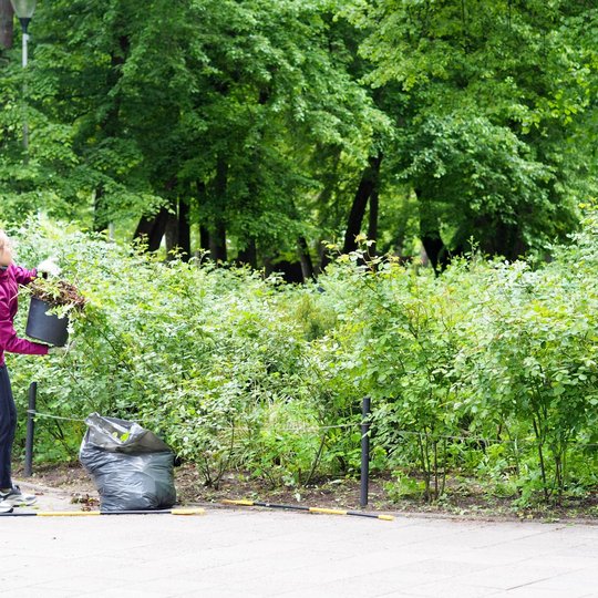Moteris rožine striuke pila iš kibiro augalines atliekas į šiukšlių maišą šalia krūmų. Aplink ją žaliuojantis parkas ir sodo įrankiai ant grindinio.