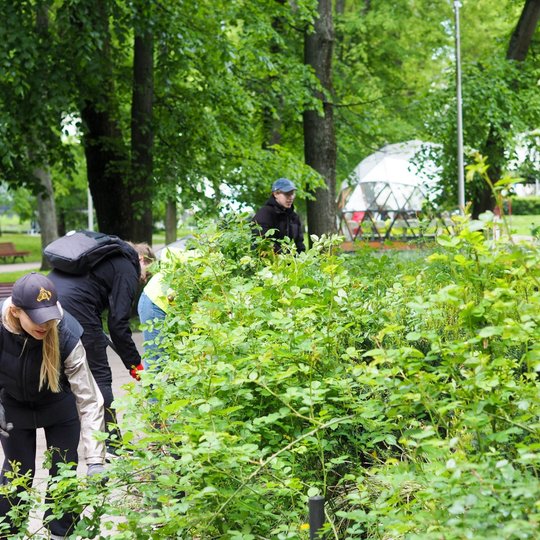 Grupė žmonių tvarko krūmus parke, pasilenkę renka šiukšles ar pjauna augalus. Priekyje moteris su kepure ir pirštinėmis, fone matyti suoliukai ir baltas kupolas.