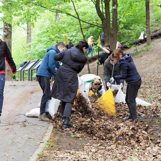 Didelė grupė žmonių talkoje šalia miško tako šluoja ir rankioja lapus į maišus. Vienas vyras jau neša pilną baltą maišą, o kiti aktyviai darbuojasi prie krūvos.