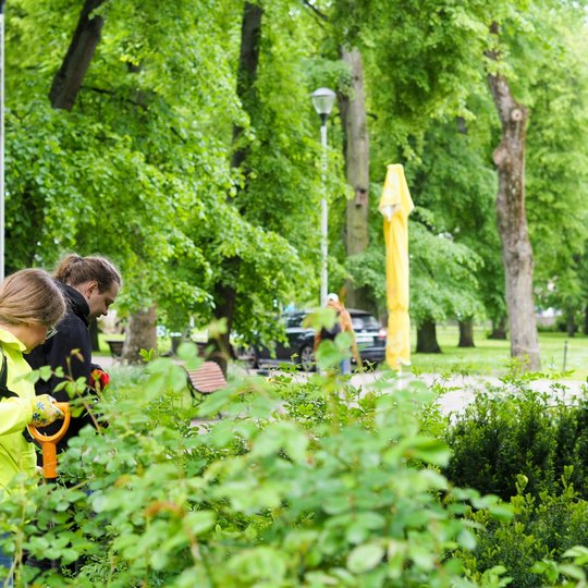 Dvi moterys dirba tarp krūmų parke, viena jų dėvi ryškiai geltoną striukę ir laiko žirkles. Fone matyti takas, medžiai ir uždarytas geltonas skėtis.