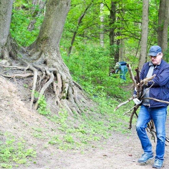 Vyriškis neša glėbį šakų miško taku, apsuptu medžių su išraiškingomis šaknimis. Fone matyti dar keli žmonės, užsiimantys miško tvarkymo darbais.