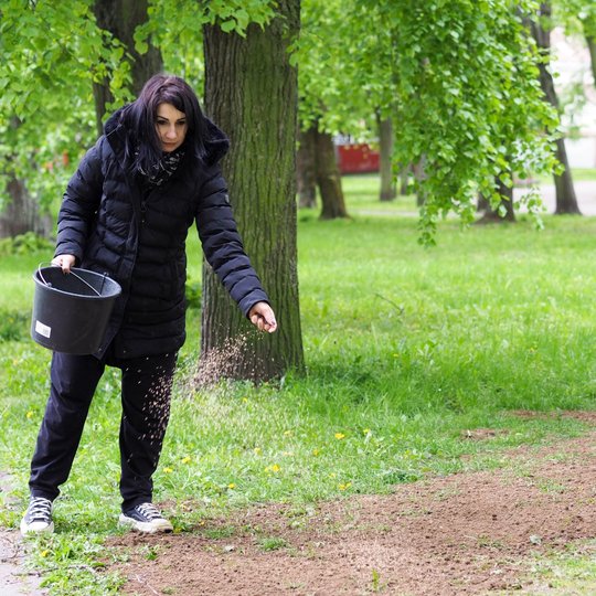 Moteris parke barsto sėklas ant žemės tako, laikydama kibirą kairėje rankoje. Aplink ją žalia veja, medžiai ir jaunas pasodintas medis.