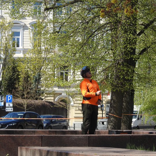 Tvarkomas Vilniaus katedros aikštės klevas. Vienas arboristas - medžių specialsitas stovi po medžiu ir žiūri į kolegą, kuris yra aukštai medyje. Jis su šalmu, teritorija yra aptverta STOP juosta.