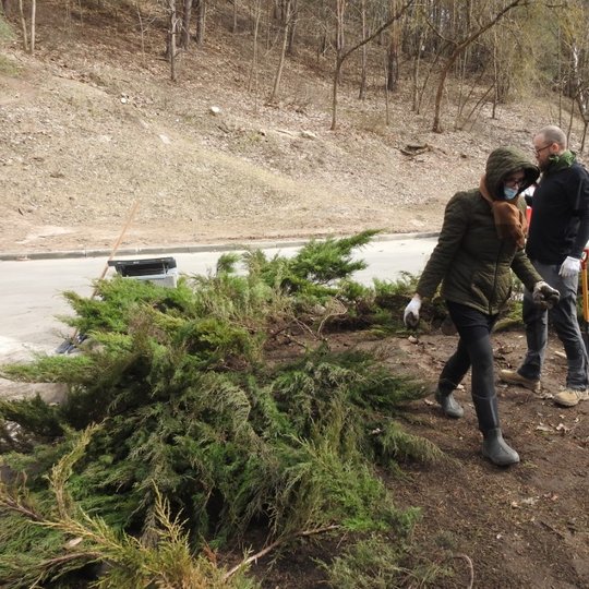 Kalnų parke sodinami didžiuliai kadugiai, kurie perkelti iš Piių parko. Įrenginėjama nauja augalų vieta.
